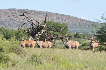 The herd of antelope Eland in the Bush, Namibia
