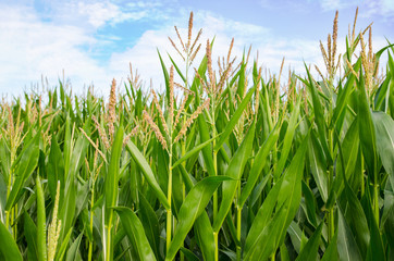 Maisfeld Cornfield Sommer Mais