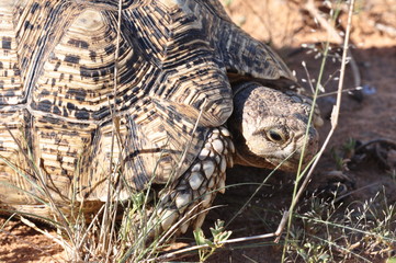 turtle close-up, Namibia