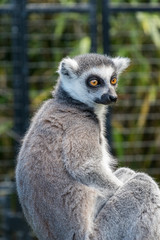 Obraz premium Ring Tailed Lemur