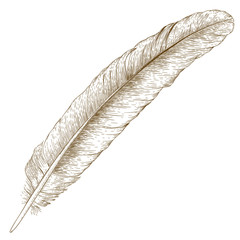 engraving  illustration of feather