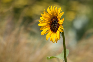 Close up of sunflower with bee and blurred background