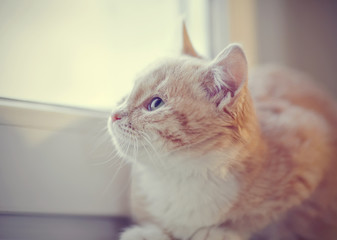 Portrait of red kitten on the windowsill