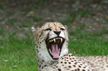 Guépard gueule ouverte