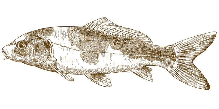 engraving  illustration of koi carp