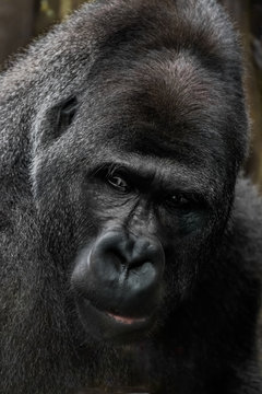 Portrait gorille