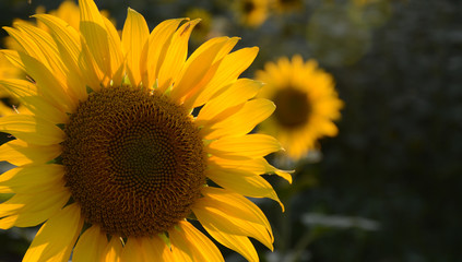 Sunflower closeup