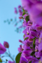 Fototapeta na wymiar Flowering bougainvillea branches against the sky