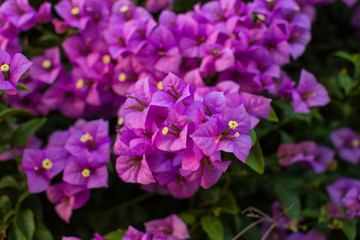 Flowering bougainvillea branches