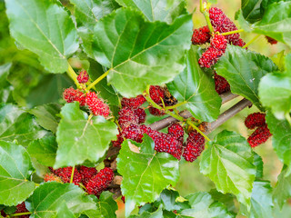 branch of mulberry tree