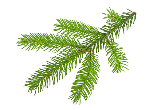 Closeup of Fir tree branch isolated on a white background