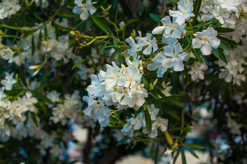 White oleander flowers on a branch