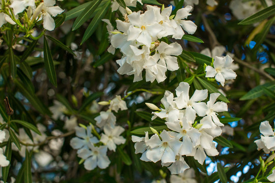 White oleander flowers on a branch