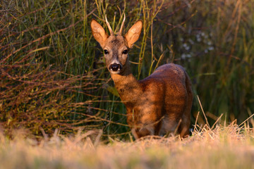 Rehbock am Rande eines Rapsfeldes im Sommer bei Sonnenuntergang