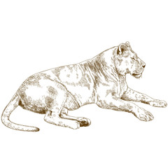 engraving illustration of lioness - 164766622