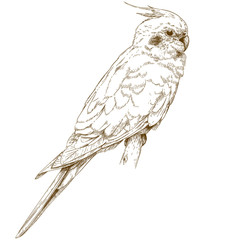 Obraz premium engraving illustration of cockatiel