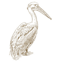 engraving illustration of pelican