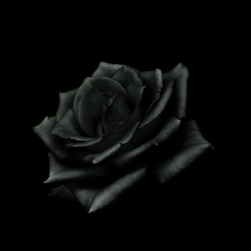 Fototapeta Black  Rose isolated on black  background.