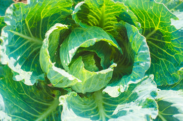 Young green cabbage in the garden