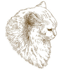 engraving illustration of big cat muzzle