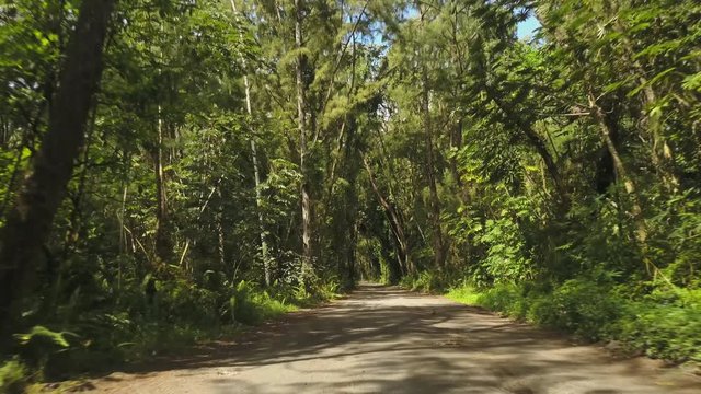 Going down a narrow dirt road through thick tropical forest in Hawaii.