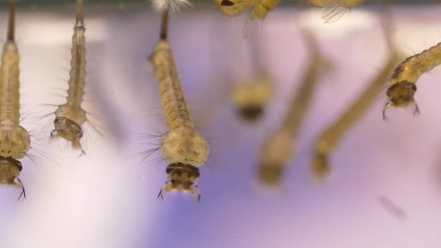 Larvae of the mosquito flourishing in still waters