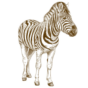 engraving illustration of african zebra