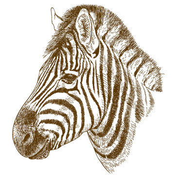 engraving  illustration of zebra head