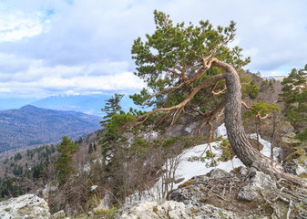 Lonely pine grows on a cliff in Adygei, Russia