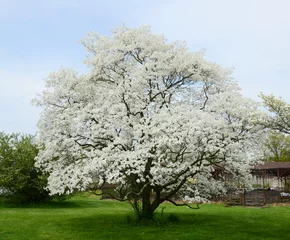 Fototapeten dogwood tree © Virynja
