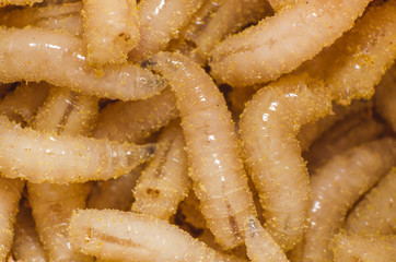 Larva of a meat fly in sawdust, close-up