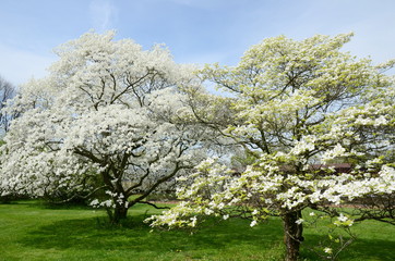 dogwood tree