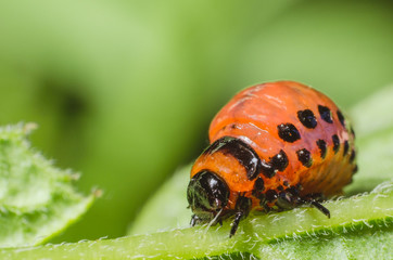 Red larva of the Colorado potato beetle eats potato leaves