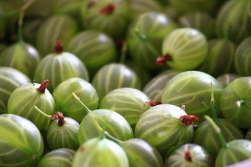 gooseberry