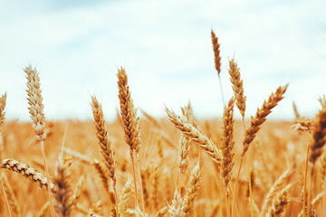 Fototapeta premium backdrop of ripening ears of yellow wheat field on the sunset cloudy orange sky background. Copy space of the setting sun rays on horizon in rural meadow Close up nature photo Idea of a rich harvest