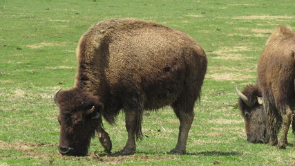 Bison