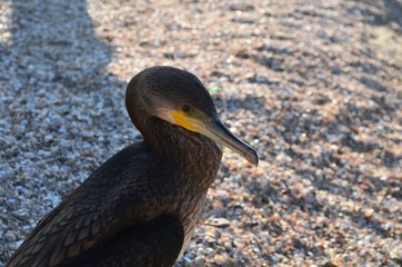 Cormorant