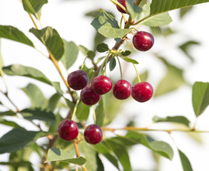 Red ripe cherry on a tree in the nature