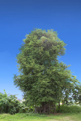 Lone tree with tree house