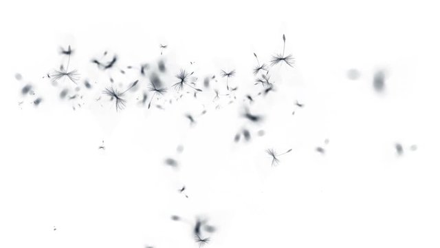 4k Flying dandelion catkins particle background.
