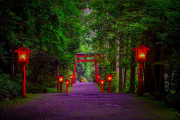 The night view of the approach to the Hakone shrine in a cedar forest. With many red lantern...