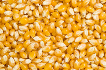 Raw popcorn background