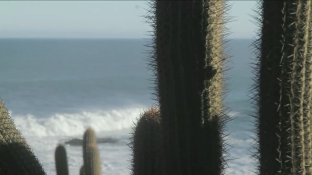 Crashing waves with cactus