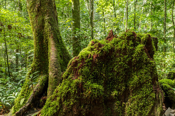Green moss growing on driftwood, Tropical rainforest or evergreen forest with moss