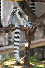 Lemur