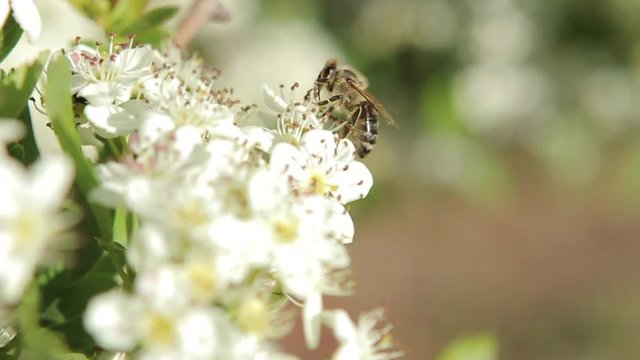 Bee collecting nectar