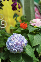 Hydrangea in a beautiful garden