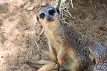Meerkat