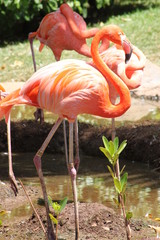 Flamingo