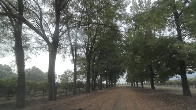 Vineyard road